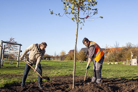 Meer dan 250 nieuwe bomen voor Ambacht