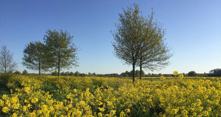 Sandelingenpark Schoon!