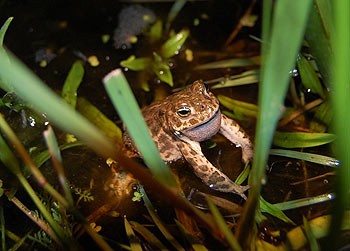 Vissen en padden in polder Blokweer