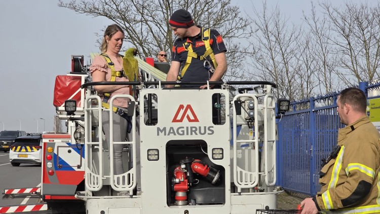 Papegaai Nala uit boom gehaald aan Hugo de Grootlaan