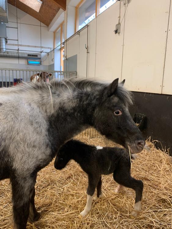 Verdrietig nieuws over paarden Shadow en Storm