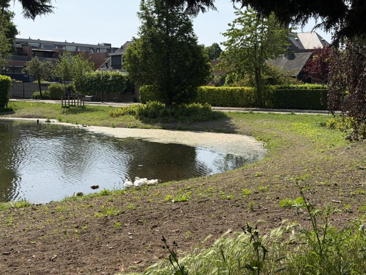 Meer vogels en insecten dankzij natuurvriendelijke oevers