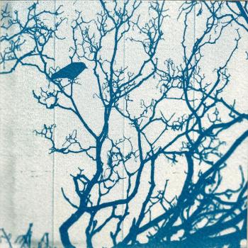Album afbeelding 1: Cyanotype Lia Perquin