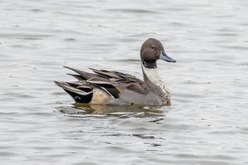 Foto-excursie Avelingen: Vogels kijken en fotograferen