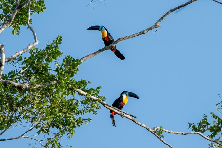 Lezing 'De vogels van Suriname; een reis door natuur, cultuur en verwondering'