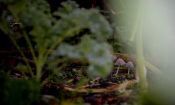 Op zoek naar paddenstoelen in het Alblasserbos