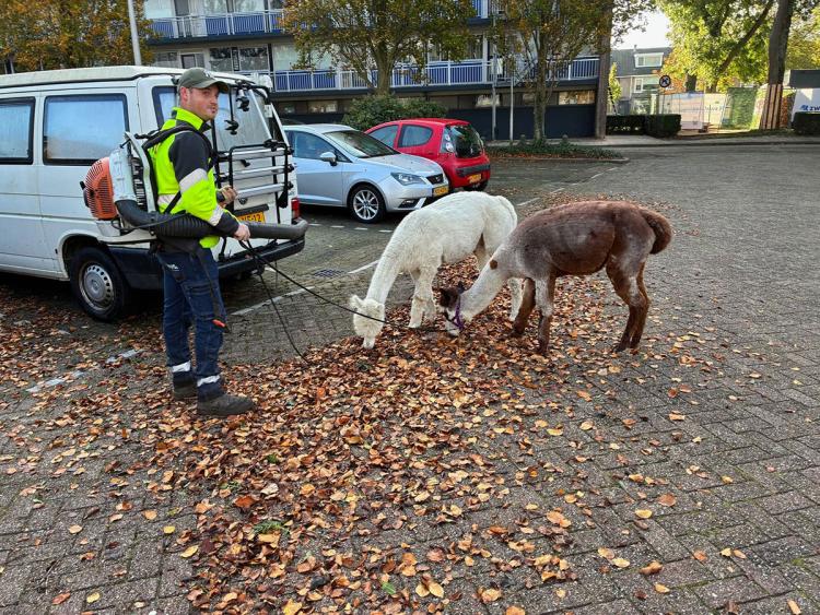 Cato en Kwint in herfststemming: Geen windeieren, maar blaadjes en hondenpoep!