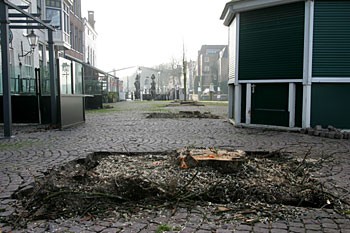 Gemeente verwijdert kastanjebomen op Groothoofd