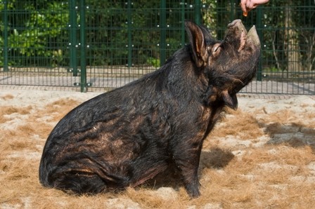 Feestelijke lunch voor dieren Weizigt