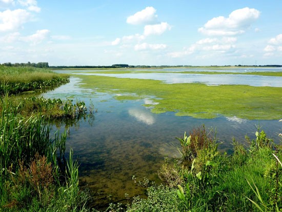 25 jaar Nationaal Park De Biesbosch