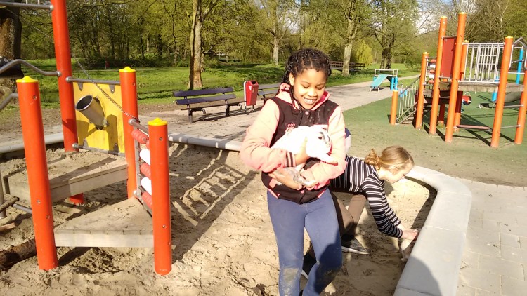 Vos bijt tientallen kippen en eenden dood in Sterrenburgpark