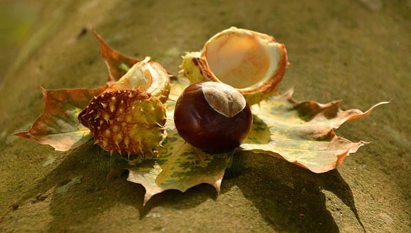 Natuuractiviteit jeugd "Herfstworkshop"