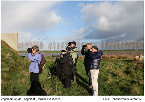 Vogels kijken en inventariseren in de Biesbosch