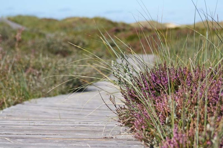 Excursie naar een duingebied