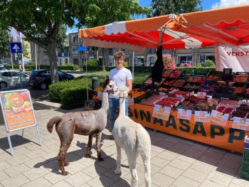 Album afbeelding 4: Bij op bezoek bij de kraam op het Louwersplein